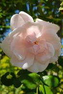 Rosa New Dawn climbing rose with pale pink flowers