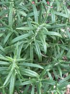 Rosemary Shrubs for sale Online. UK wide delivery