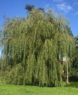 The Weeping Willow Tree is a striking deciduous tree featuring arching branches and delicate green leaves, ideal for adding elegance near water features or open landscapes