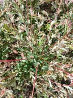 Salix Integra Hakuro Nishiki or Flamingo Willow is a beautiful dwarf Willow tree or shrub, buy online UK