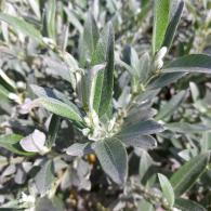 Salix Helvetica is also known as Swiss Willow or Silver Willow, a compact dwarf variety of willow with dense branches of silvery leaves and a rounded shape, buy UK.