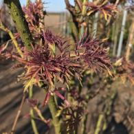 Sambucus Racemosa Lemony Lace Elderberry