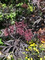 Sambucus Nigra Black Lace flowering Elder single flower and almost black foliage in May