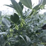 Sarcococca Confusa brings year round greenery and delightful winter fragrance. Making it a charming addition to any garden