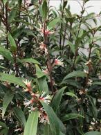 Sarcococca hookeriana Purple Stem evergreen shrub with white flowers