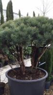 Pinus Sylvestris Dome shaped topiary pine - crown lifted pine trees for sale online UK