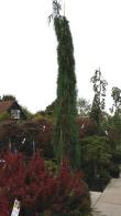 Detailed view of Sequoiadendron Giganteum Pendulum showcasing its graceful weeping branches and lush green needles