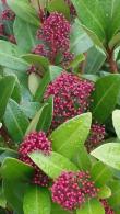 Skimmia Rubella Japonica just one of our Evergreen Shrubs for sale online with nationwide delivery UK