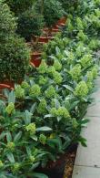 Skimmia Kew Green flowering, for sale online at our garden centre in London UK