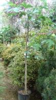 Buy Ficus carica - fig trees online and at our mediterranean plants nursery in London, UK