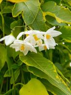 Solanum dulcamara Variegatum Bittersweet with variegated foliage and purple flowers