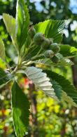 Sorbus Aria Magnifica tree branch and flowers, a magnificent tree with year round interest, buy online UK