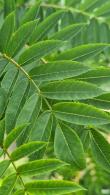 Sorbus Aucuparia Fastigiata Mountain Ash is an upright. Compact tree featuring delicate pinnate leaves, white spring flowers and vibrant red berries in autumn. Perfect for small gardens or narrow spaces.