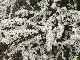 Spiraea Arguta Bridal Wreath is a compact shrub known for its arching branches covered in delicate white flowers. Perfect for adding elegance to gardens in spring.