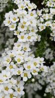 Spiraea Cinerea Grefsheim. Spirea Grefsheim White Flowering shrub for sale online with UK delivery