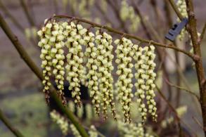 Stachyurus praecox flowers in early spring with hanging yellow spikes