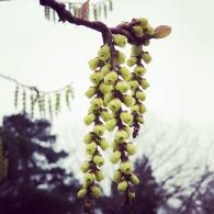 Stachyurus praecox flowers in early spring with hanging yellow spikes