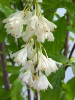 Staphylea Colchica Ivory Flowered Bladdernut