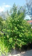 Stewartia Pseudocamellia at Paramount Plants and Gardens London, UK