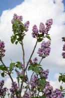 offers beautiful pinkish-purple blooms with a strong sweet fragrance. It thrives in sunny spots perfect for adding color and scent to your garden