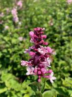 Stunning lilac variety known for its large, deep pink flowers that bloom in late spring. Its sweet fragrance and vibrant color make it a favorite in any garden.