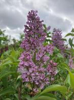 Syringa Vulgaris Andenken an Ludwig Späth Lilac Tree 