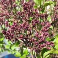 Syringa Meyeri Palibin Meyer Lilac, a compact deciduous shrub with dark green leaves and panicles of fragrant, lilac-pink flowers spring & summer. Very pretty.