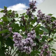 Syringa Vulgaris Michel Buchner Common Lilac