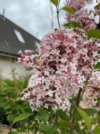 Syringa Microphylla Superba, pink flowering, very fragrant Lilac shrub. For sale online with UK delivery