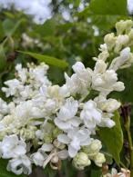 Syringa Prestoniae Agnes Smith, white flowering, fragrant Lilac tree for sale online UK