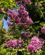 Syringa Vulgaris Sensation - Lilac Tree Sensation, attractive variegated flowers in purple and magenta