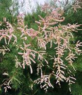 Tamarix ramosissima Pink Cascade deciduous shrub with feathery pink flowers