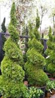 Spiral shaped conifer with vibrant green foliage. Perfect for adding architectural interest to gardens.