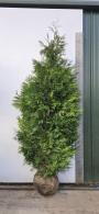 Thuja Plicata hedge plants for sale online for UK delivery