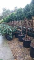 Thuja Occidentalis Smaragd, Half Standard Topiary trees for sale online with UK delivery