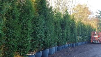 Thuya Plicata evergreen hedging for maximum privacy, buy online UK delivery.