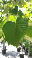 Silver Lime or Tilia Tomentosa Silver Globe, full standard trees, quality good sized trees for sale online with UK delivery.