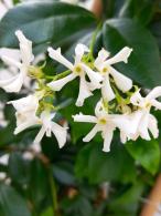 Trachelospermum jasminoides Evergreen Jasmine with white fragrant flowers