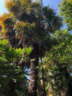 Hardy Palm Trachycarpus Fortunei or Chusan Palm, is available in several sizes from 1 meter to large palm trees of 4 metres.  Paramount Plants and Gardens, Palm Tree Specialists.