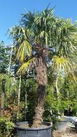 Hardy Palm Trachycarpus Fortunei or Chusan Palm, is available in several sizes from 1 meter to large palm trees of 4 metres.  Paramount Plants and Gardens, Palm Tree Specialists.