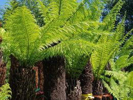 Tree ferns for sale online at our UK plant centre