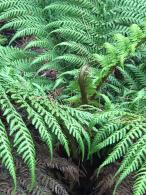 Tree ferns for sale online at our UK plant centre