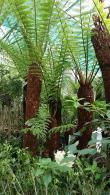 Dicksonia Antarctica Tree Fern for sale at Paramount Plants & Gardens - Tree fern specialist nursery, London UK