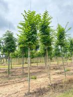 Ulmus Lobel or Lobel Elm is a Dutch hybrid, a handsome deciduous tree that is fast growing and particularly suited to coastal locations, for sale online, UK delivery.