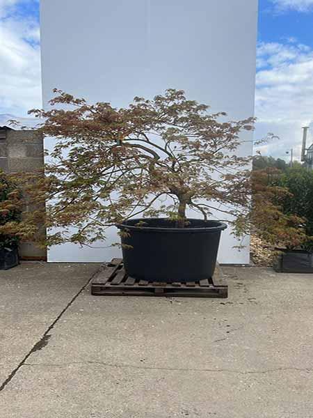 Acer Palmatum Dissectum Viridis Unique Tree For Sale UK