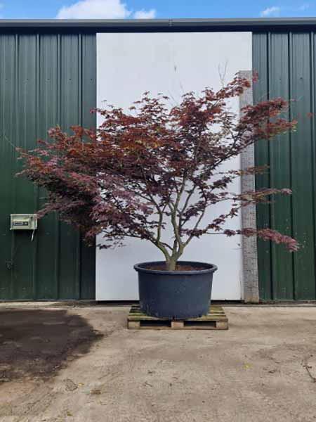 Acer Palmatum Fireglow Unique Tree For Sale UK