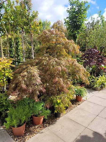 Acer Palmatum Ornatum Unique Tree For Sale UK