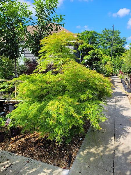 Acer Palmatum Viridis Unique Tree For Sale UK