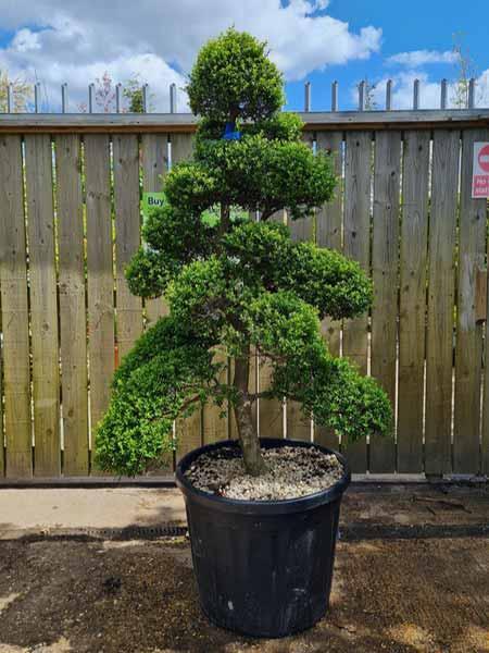 Ilex Crenata Cloud Tree Unique Tree For Sale UK 