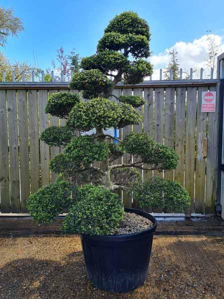 Ilex Crenata Cloud Tree Unique Tree For Sale UK